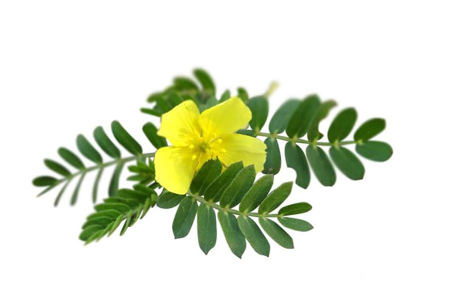 Tribulus terrestris kaip Glucoren dalis